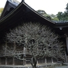 妙本寺の梅樹