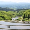 日本棚田百選の一つ「扇棚田」で田植え　熊本・産山村
