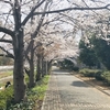 Rと桜