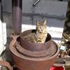 ● ネコの日特別メニュー：鯱の釜揚げ。