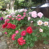 大根島・由志園の花と情景 ８（島根県松江市）