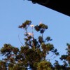 わが家の杉の木に朱鷺三羽！