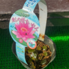 真夏の植え替え大会