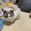 ロングお留守番で疲れたふくちゃん