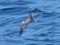 オオミズナギドリ｜航路で見られる代表的な海鳥