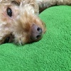 赤ちゃんと犬、いつから一緒に過ごす？我が家は生後６か月で開始！