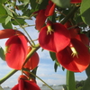 豊浜、夏の花