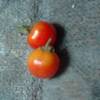 水耕栽培ミニトマト　今晩は２つ採れました