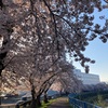 桜満開@青森市桜川