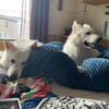 甘えん坊JOY