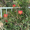 グーグル・レンズで草木の名前を調べる③(^▽^)～一条寺への行き帰りに見かけたオレンジ～赤色の花