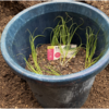 家庭菜園　ネギ 01　【深めの鉢に植える】