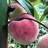リンゴの栽培