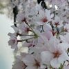 満開の桜の下でお花見を楽しむ 4月 安城公園