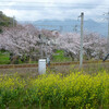 　花曇りとはこのことか