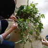 藍の生葉での藍染め体験会