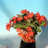 Cattleya cernua`Pixie'  HCC/JOS  