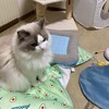 けんちゃんの命日。お経をじっと聞いていたふくちゃん。