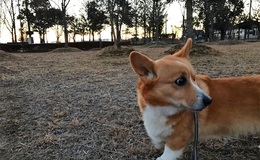 記事を見る