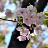 さまざまな桜「朱雀（スザク）」
