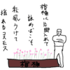 秋桜（コスモス）
