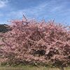 仁尾の河津桜