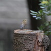 2週間ぶりの大阪城(大阪城野鳥探鳥 2015/11/22 6:20-13:35)