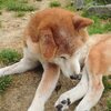 老犬ホームあん｜新人さん モモ