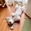 ノリノリでお散歩