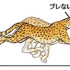 私の考えるヒトの身体構造的特徴③