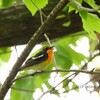 自然環境保全センターの自然観察園で野鳥探し 2019-04-29