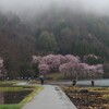 中綱湖の桜～雨の日の桜は、しっとりと～