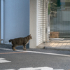 近隣住宅街のねこさん