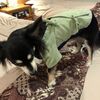 愛犬お宿 ワンコと一緒に伊豆高原一泊旅行【GW】その2 	 