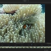 Topaz VideoのStarlight Preciseモデルによる動画のAI高画質化が凄い