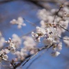 sakura・2019・・