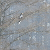 Steller's Sea Eagle