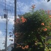 凌霄花