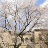 桜散歩