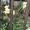 水仙
