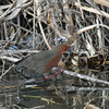 久しぶりの淀川毛馬の野鳥です。