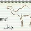 サウジノクラシ - "Camel" comes from "Jamal" in Arabic アラビア語トリビア