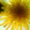 ドタキャン、、名残の菊と、未来あふれる桜