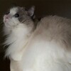 出張から戻るとふくちゃんがすごい勢いでダッシュしてきたこと