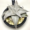 Dyckia marnier-lapostollei ‘hirao clone’ (ディッキア マルニエルラポストレイ ‘平尾クローン’) BBY流の育て方＆生育記録 Vol. 2