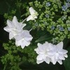 紫陽花