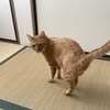 我が家のねこ紹介①