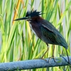 ベリーズ　自宅バルコニーから見た野鳥たち