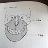 胎生期の歯の形成と、口呼吸