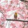 桜サイクリング